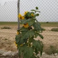 فروش یک قطعه زمین شهرک وارثان علی آباد