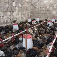 پخش عمده انواع جوجه گلپایگانی