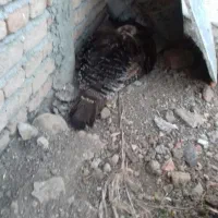 بوقلمون کرچ