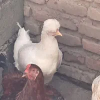 مرغ سفید کاکلی