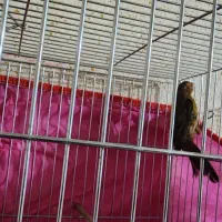 ۵ قناری بفروش میرسد