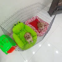 پاپی،سگ،پشمالو،شیتزو