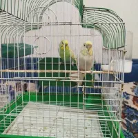 فروش مرغ عشق