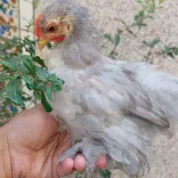 جوجه مرغ و خروس کوشین