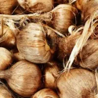 پیاز زعفران درجه یک وامنان ( کاشیدار)