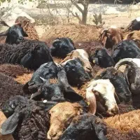 ایام  گوسفند و  عقیقه زنده