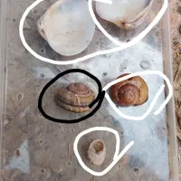 حلزون و تعدادی صدف