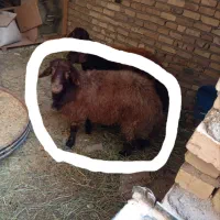 بره نر زیر ۵۰