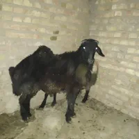 بره نر