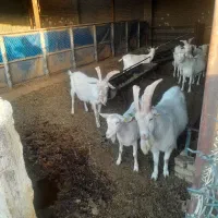نربز سانن اصیل و بزغاله نر