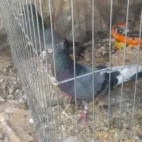 یه جفت کفتر سبز کاکلی عتیقه