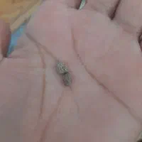 مهره اصله