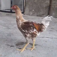 خروس