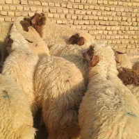 بره ماده