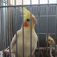 جفت عروس هلندی سخنگو