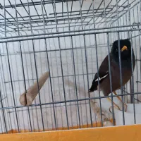 مرغ مینا سخنگو