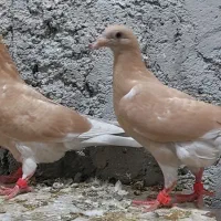 کبوتر