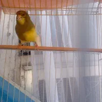 قناری نر مست مست