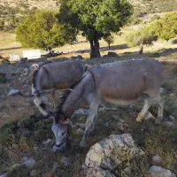 الاغ اصیل