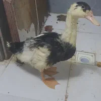 اردک