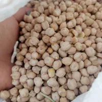 نخد سفید اصلاح شده