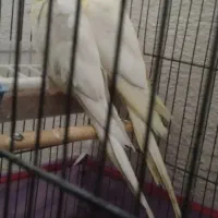 عروس هلندی و مرغ عشق