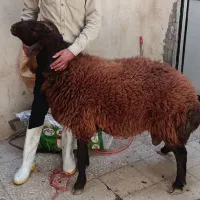 قصاب هستم ذبح در محل گوسفند و گوساله