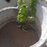 دمیت محبوبی اصل درجه یک