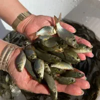 بچه ماهی کپور