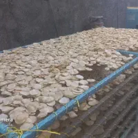 موسیر پلاکی خشک