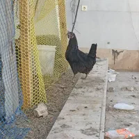 مرغ سیاه عربی