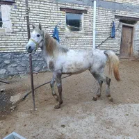 کره نریون کرد هشتری۲ساله