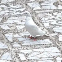 کبوتر زیبا وهوایی سفید برفی