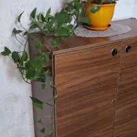 گل پتوس