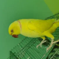 ملنگو جوان زرد نر (لوتینو)