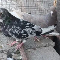 کفتر