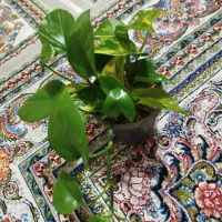 گل ها|گل و گیاه طبیعی|زابل, |دیوار