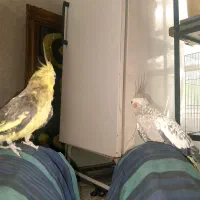 دو عدد عروس هلندی باهم