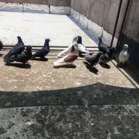 کفتر