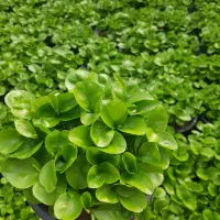 سبزه نارنج عید ۱۴۰۵ (قیمت ۱۳۹۰۰ تومان) استثنائی