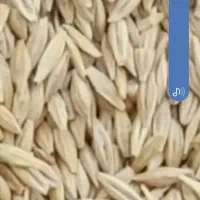 خریدار جو منصفانه