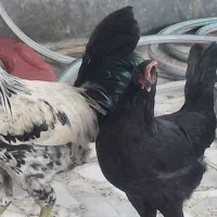 مروغ و خروس
