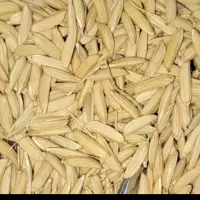 فروش جو
