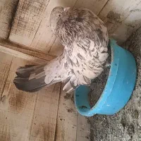 سرو خال دار اصل آتشی