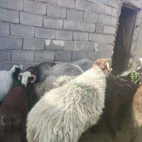 دو عدد بره چاق