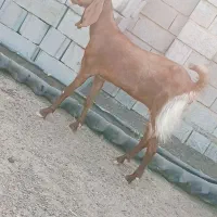 بز پاکستانی