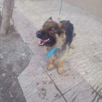سگ ژرمن