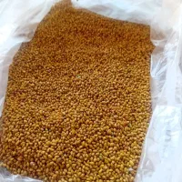 بذر یونجه