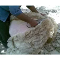 پشم گوسفند