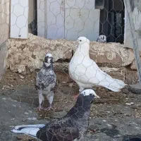 کبوتر
